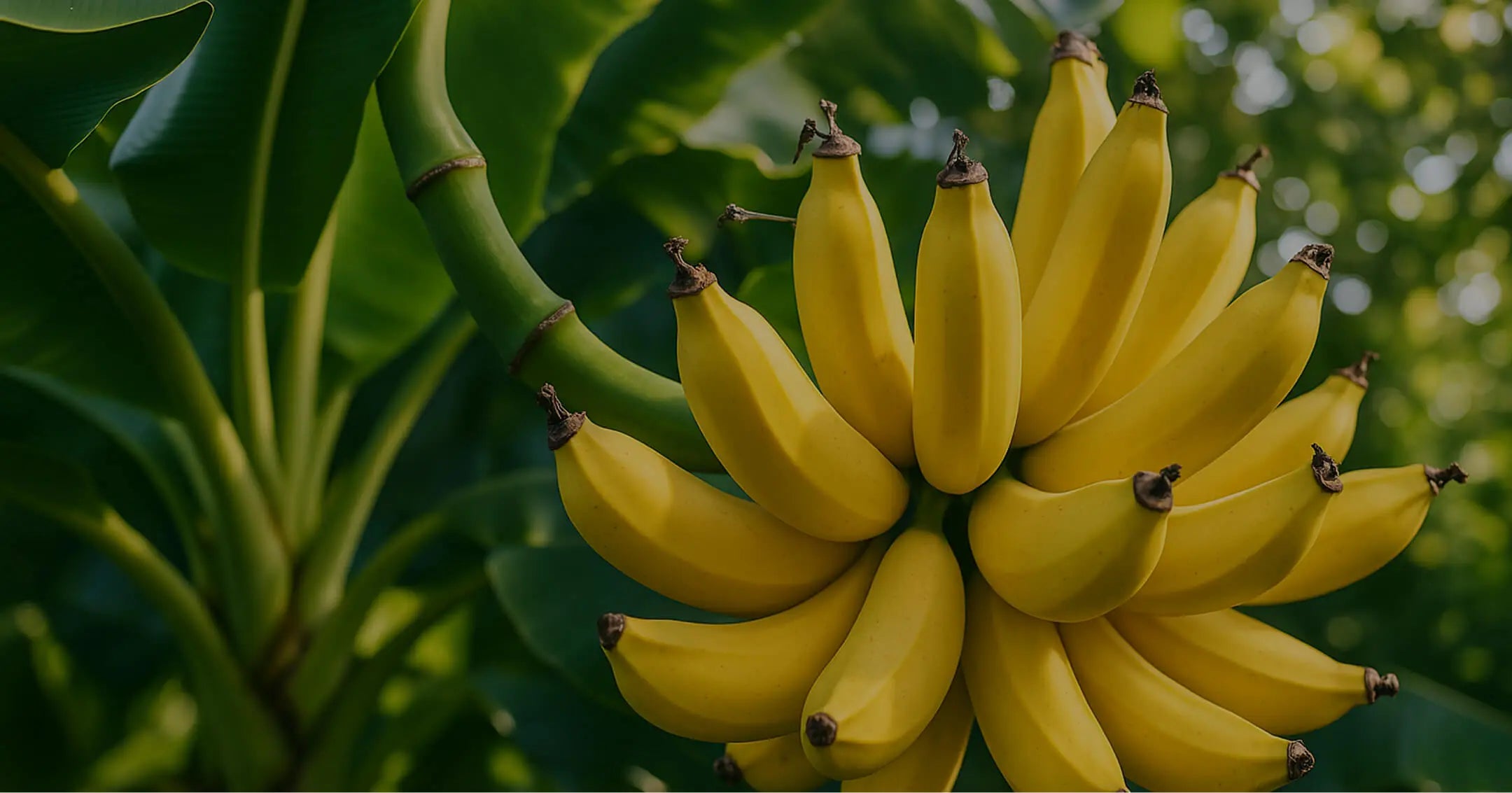 Banagua